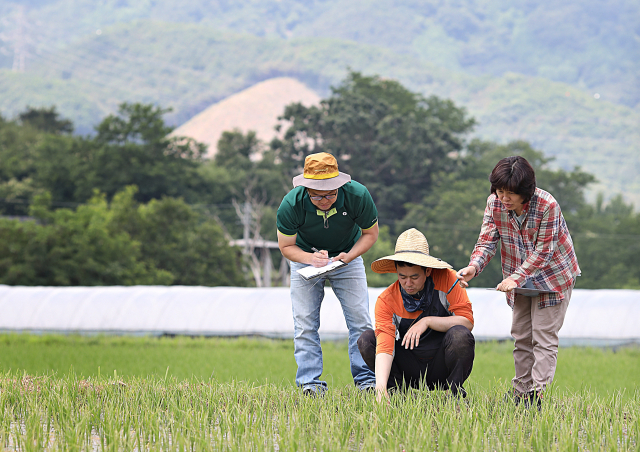 생산자·조합원·실무자로 구성된 한살림참여인증 자주점검단이 벼의 생육 상태를 함께 살피는 모습