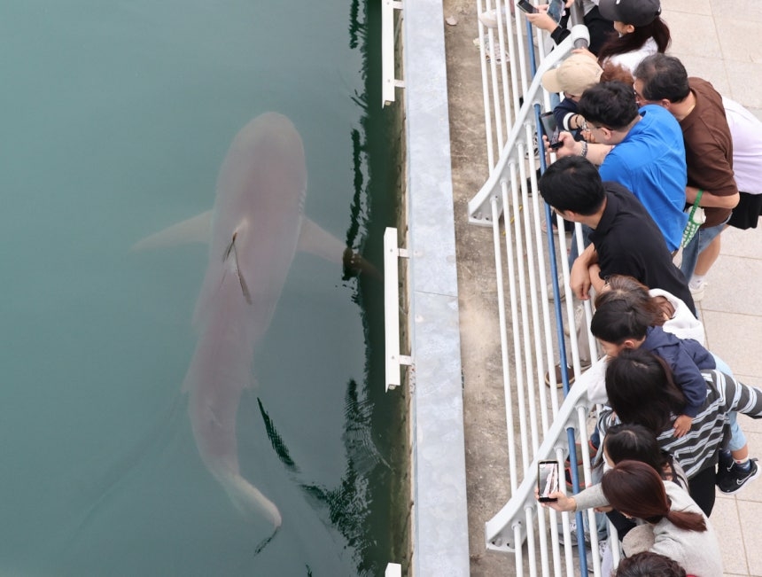 [속보] 바다로 돌아가는 부캉이···부산시·수과원, 내일부터 ‘물펌프’로 밀어낸다