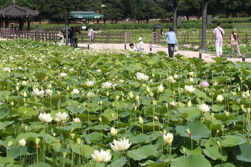 지난달 27일 오후 경북 경주시 동궁과 월지 연꽃 밭에서 관광객들이 즐거운 시간을 보내고 있다. 뉴스1