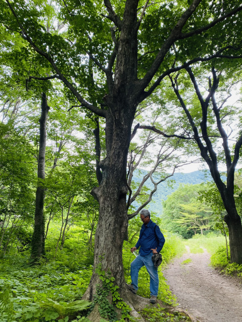 울릉도 특산식물인 우산고로쇠는 육지의 고로쇠보다 크기가 더 크다