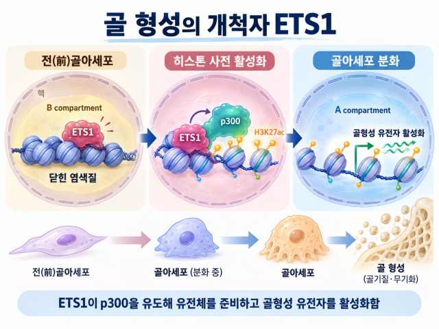골형성의 개척자 전사인자 ETS1의 작용 기전. ETS1은 닫힌 염색질에 결합해 p300을 유도하고, 히스톤 사전 활성화(histone priming)를 통해 골형성 유전자의 발현을 준비한다. 이후 3차원 유전체 구조가 비활성 B 구획에서 활성 A 구획으로 재편되면서 골형성 유전자가 활성화되고 골아세포 분화가 촉진된다