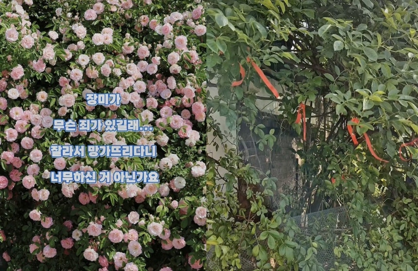 소유주가 절도 피해 지점을 표시해둔 모습(오른쪽). SNS '파란장미정원'