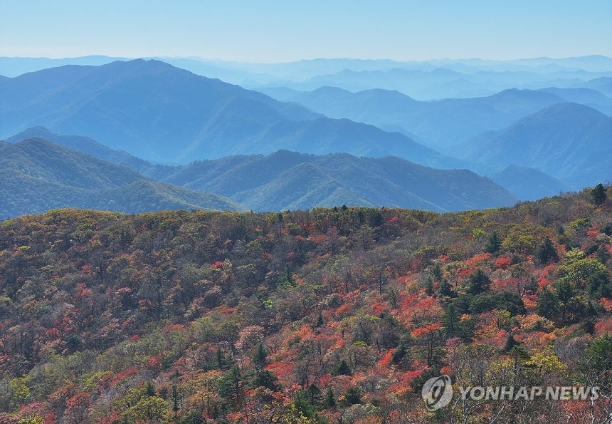 단풍으로 곱게 물드는 발왕산
(평창=연합뉴스) 양지웅 기자 = 전국이 대체로 맑은 가을 날씨를 보이는 지난 7일 강원 평창군 발왕산 정상 일원이 단풍으로 짙게 물들고 있다. 2026.10.7 yangdoo@yna.c