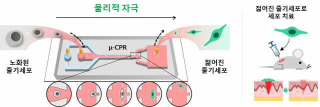 건대-고대 공동연구팀, 약물 없이 물리적 자극으로 노화 줄기세포 기능 회복시켜